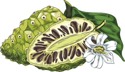 Noni fruit with leaves and flower vector sketch, hand drawn tropical green morinda citrifolia medicinal plant super food