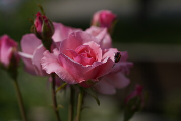 pink valentine roses with rose buds and insects