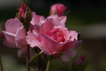 pink valentine roses with rose buds and insects