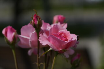 pink valentine roses with rose buds and insects