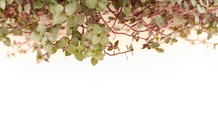 Decorative blurred Green Leaf texture on white background, Callisia plants close up photo for banner with copy space for text, natural organic plant for eco design, beauty floral decoration template