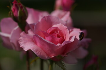 pink valentine roses with rose buds and insects