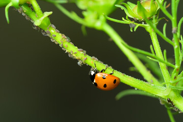 Ladybug Eating Aphids on Green Plant, Macro Shot of Natural Pest Control