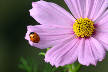 Ladybug Eating Aphids on Green Plant, Macro Shot of Natural Pest Control