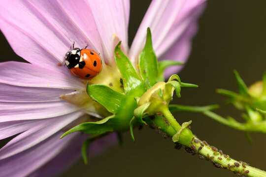 Ladybug Eating Aphids on Green Plant, Macro Shot of Natural Pest Control