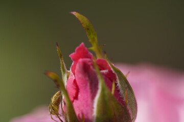 pink valentine roses with rose buds and insects