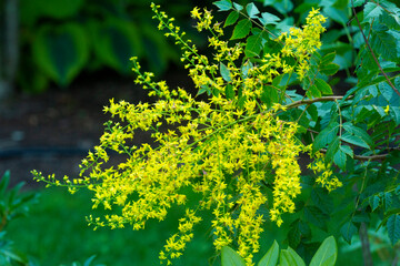 Panicle of small yellow flowers from a golden rain tree.