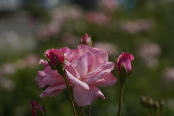 Obraz premium pink valentine roses with rose buds and insects