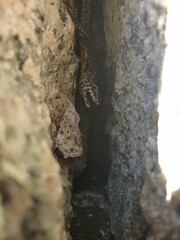bark of a tree