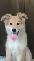 border collie puppy