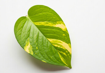 Fototapeta premium Aerial close-up of a single pothos leaf (Epipremnum aureum), bright white background, minimalistic composition, soft natural light from the left