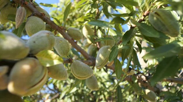Almonds are hanging on the branch of an almond tree. Nuts grow on the branches.