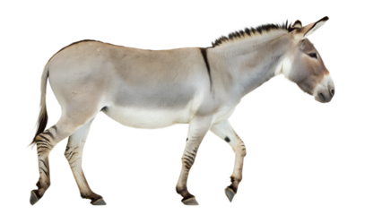 African Wild Ass in Profile Pose, Isolated on Transparent Background