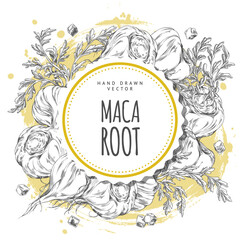 Maca roots with leaves vector sketch, super food round label design ink style, Maca Peruvian tuber superfood ingredient