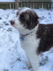 Fluffy doodle dog exploring snowy backyard in winter
