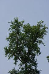 Vibrant green tree branches reach towards a clear sky. A fresh, natural upward composition symbolizing growth and vitality.