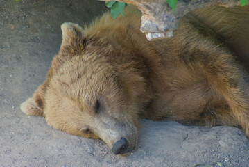 Relaxed brown bear napping peacefully under dappled green leaves. Warm, earthy tones create a...