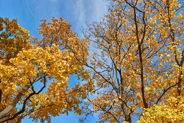 Autumn forest trees, leaves