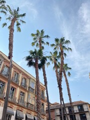 Fototapeta premium palm trees in the city