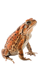 Fototapeta premium American Toad in Profile Pose, Isolated on Transparent Background
