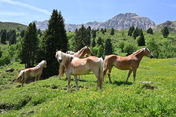 horses in the mountains