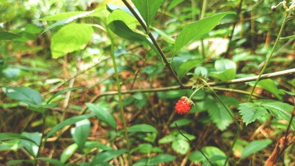 Wild strawberry in the forest