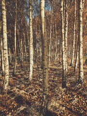 Birch forest in autumn