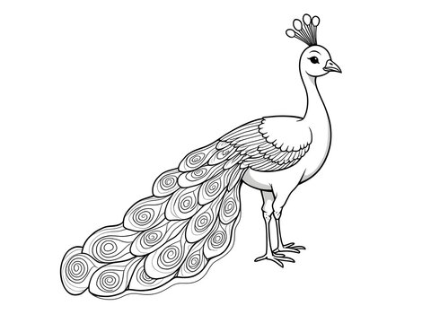 Peafowl feathers ornate line drawing in elegant style - coloring page