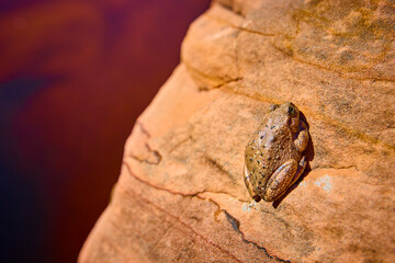 Brown Toad Camouflaged on Sunlit Sandstone Rock Eye Level Close Up