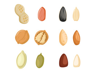 Nuts icon. Nuts icon set. Pistachio, Almond, Hazelnut, Cashew, Walnut. Vector Illustration. Cartoon seeds. Organic raw
