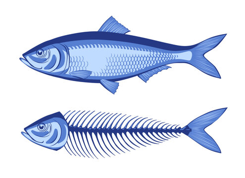 Herring and the skeleton of an eaten fish in blue colors isolated on white. Vector illustration in flat style