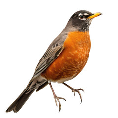 Obraz premium American robin png red-breasted bird png songbird png migratory bird png thrush bird png flying bird png garden bird png wildlife bird png transparent background image