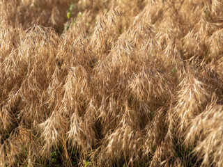 close-up view to grass spikelets in golden hour