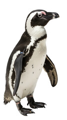 African Penguin in Profile Pose, Isolated on Transparent Background