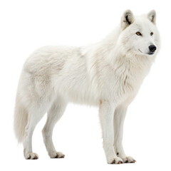 Obraz premium Arctic wolf png white wolf png polar wolf png cold region wolf png snow predator png northern wolf png wild canine png tundra wolf png transparent background image