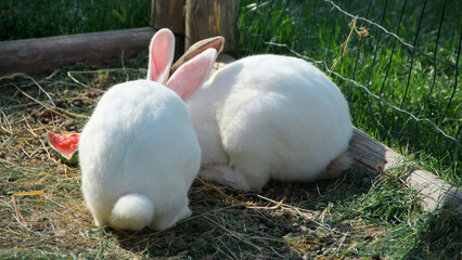 two white rabbits in a cage on a farm