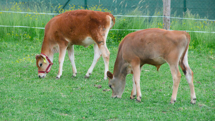 two calves graze on a green meadow on a farm