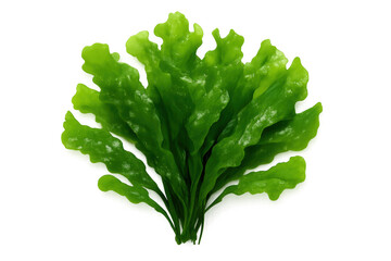 Vibrant green sea lettuce, resembling a leafy plant, thrives on a transparent background, ideal for nature and culinary projects