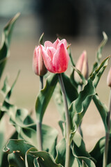 Pink tulips with green stems