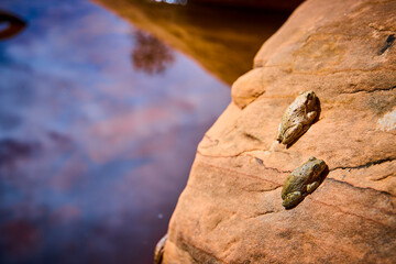 Camouflaged Frogs on Sunlit River Rock with Water Reflection Eye Level View