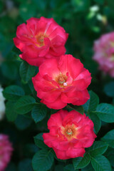 Colorful roses in summer garden