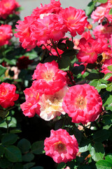 Colorful roses in summer garden