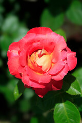 Colorful roses in summer garden