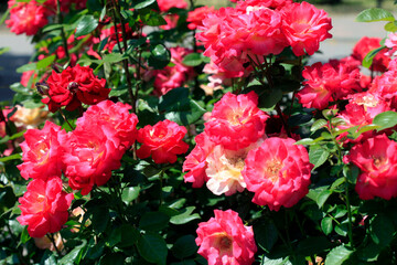 Colorful roses in summer garden
