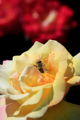 Colorful roses in summer garden
