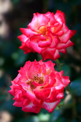Colorful roses in summer garden