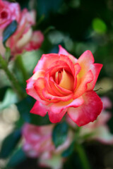 Colorful roses in summer garden