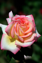Colorful roses in summer garden