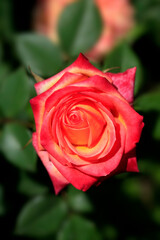 Colorful roses in summer garden