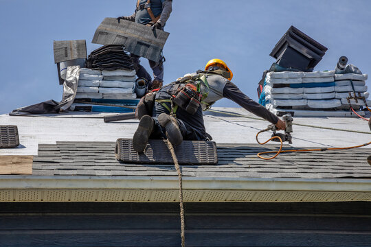 Construction Roofers with Nailer Installing Asphalt Shingles on Residential House Roof